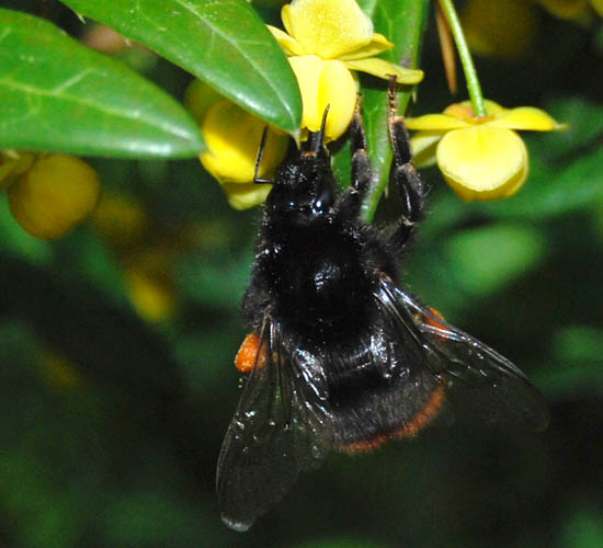 Red-tailed bumblebee queen feeding on barberry