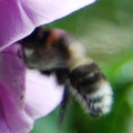 Broken-belted bumblebee