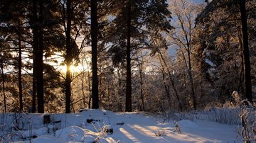 looking at winter sunset through spruce trees