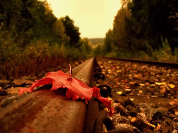 leaf on railroad track