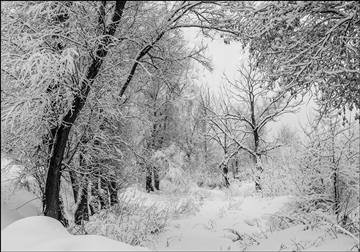 abandoned snowy orchard by Nekrasovskoye