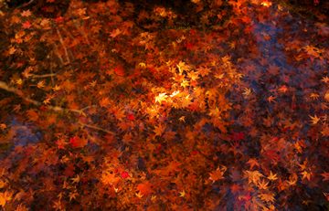 red Japanese maple leaves fallen in water