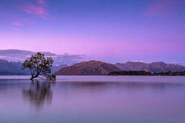 tree in Lake Wanaka, South Island, New Zealand