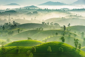 green Long Coc Tea Hills, Vietnam