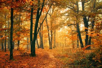 trail through a golden autumn forest by Zsolt Zsigmond