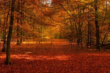 forest floor covered with red autumn leaves