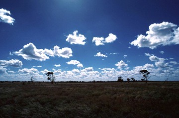 Mitchell grass Moorinya trees clouds landscape