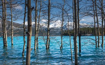 flooded trees in Abraham Lake, Alberta, Canada