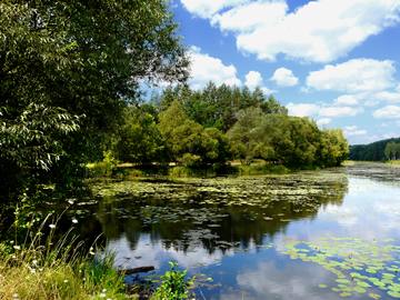 Lisna River with pond lilies, Bondartsi, Zhytomyr Region, Ukraine