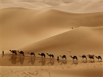 21 camels