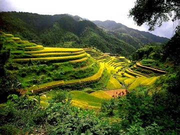 china csg004 rice terraces-guangxi
