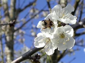 1244344598735 bumblebee on cherry blossom