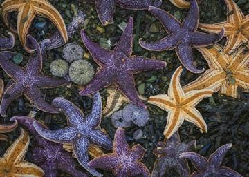(z) Starfish, Kamchatka