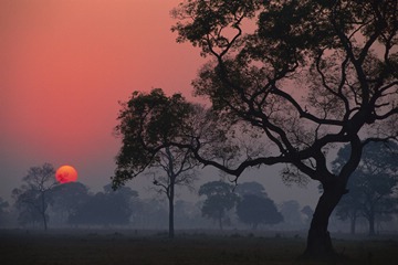 (z) Pantanal, Brazil, Transpantaneira at Sunrise