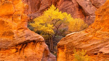 cottonwood trees and red sandstone in Coyote Gulch, Glen Canyon National Recreation Area, Utah, USA