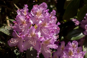 purple rhododendron flower in Westonbirt