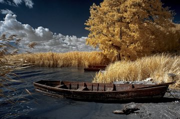 barges ashore a reed-filled lake