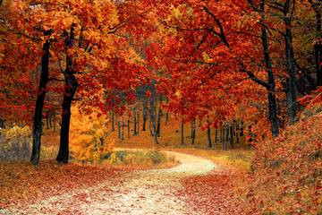 winding path under red autumn trees