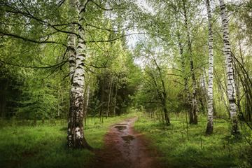 path through an alluvial forest with birches near Orenburg, Russia
