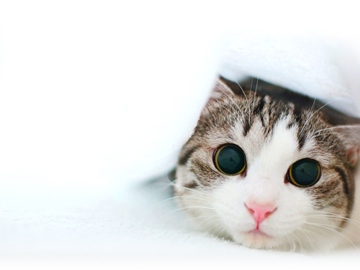cat peeking from under a blanket