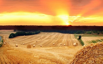 field with bundles of straw