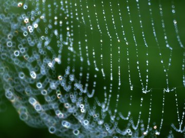 blurry spiderweb