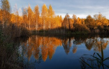 amber birches reflected in flooded quarry near Privolzhsky Settlement
