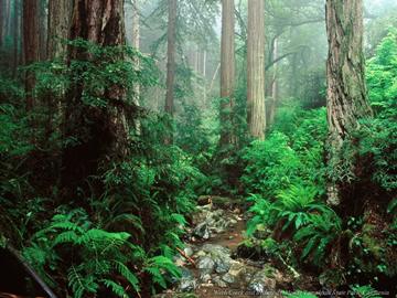 1106238028951 Californian forest