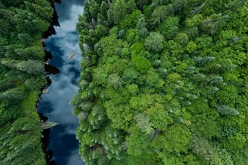 aerial view of boreal forest, Quebec, Canada