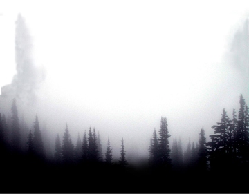 9.01-landscape. trees.fog1. a