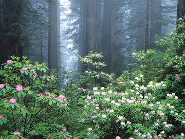 80 rhododendrons in cedar forest