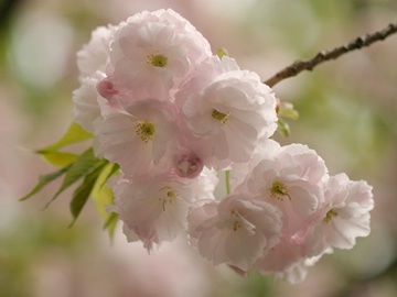 Sakura zst03088