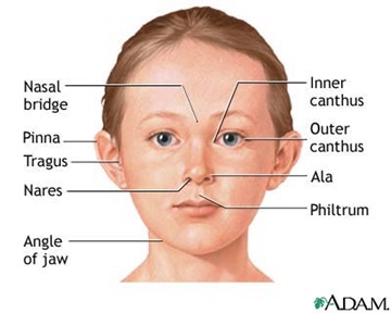 Names of facial features
