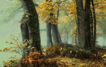 foggy autumn forest by Patrice Thomas