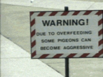 pigeons gif