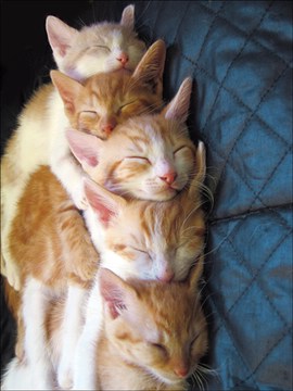 Cat Stack by roes