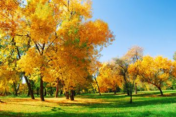 park with yellow autumn trees and green grass