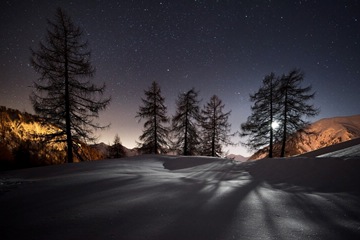 larches on a snowy hill at night