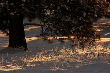solitary black pine on snowy meadow, early morning