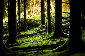 Fern on mossy forest floor, Northern Ireland