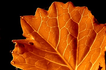 autumn quaking aspen leaf macro