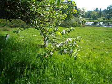 blooming fruit tree branch in front of a lawn and pond