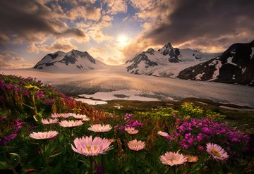 So Long For This Moment; flowers among glaciers in Boundary Range, Alaska