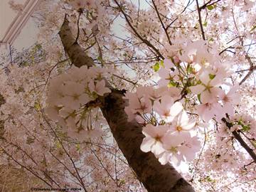 Sakura (tree)