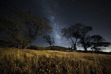 Milky Way between trees