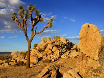 Joshua tree, Mojave Desert, California, USA