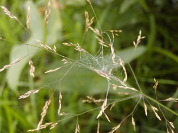 1127349200499 grass, cobweb