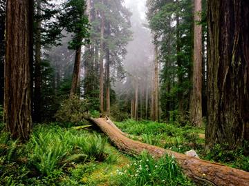 Fallen Nurse Log, Redwood National Park, California, USA