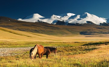 Horses graze serenely on a backdrop of snowy mountains