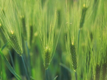 barley21024